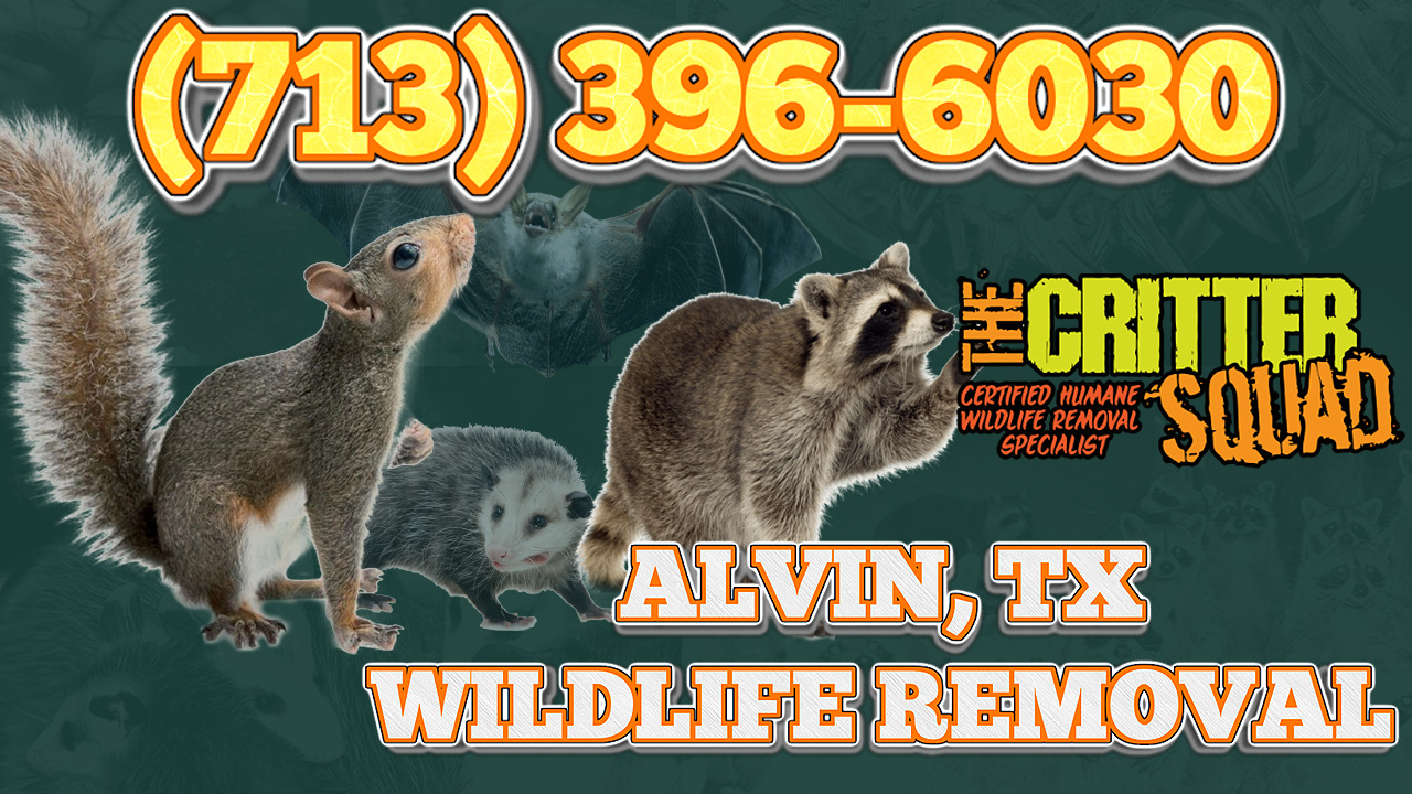 The Critter Squad Inc (Alvin)
